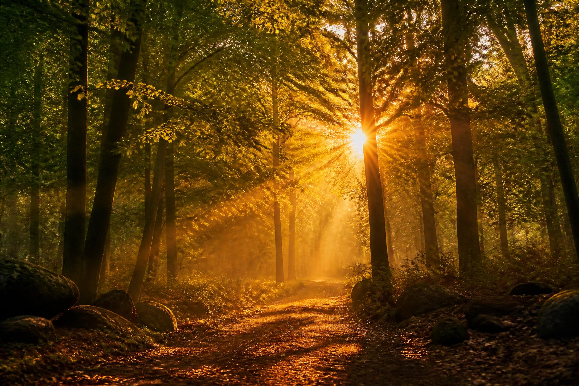 Golden sunlight streaming through a peaceful forest path